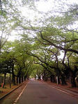 yanaka_2009_4_22.jpg