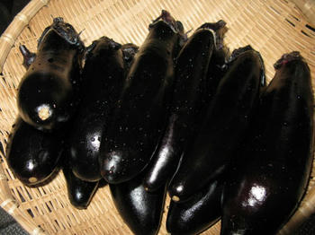 IMG_6176_1.JPG