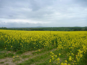 P1020254_1.JPG