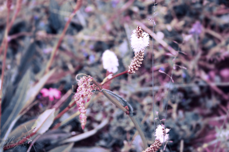 dfd0f459.JPG