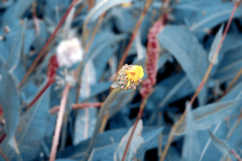 a75f81e4.JPG