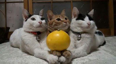 Twitter Dear Cat.ネコ. 猫.Nyan.