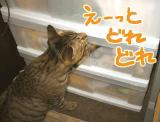ジュニア