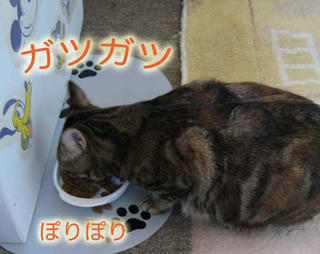 サンゴ