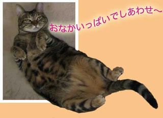 さんご