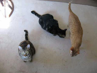 3nyanず1