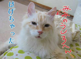 はりーくん