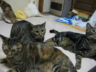 nekodakusan