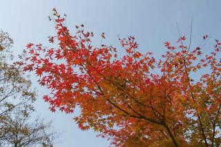 momiji