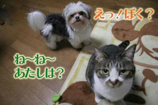 ちゃこしょこ