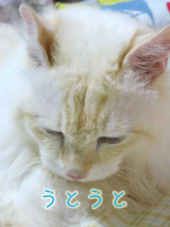 harry0809211