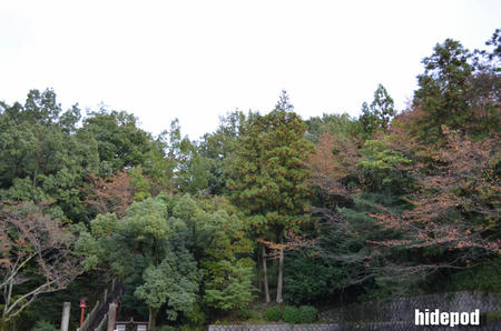 DSC_0046-45.jpg