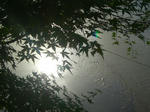 s-CIMG3941.jpg