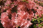 1266-pink-tsutsu.jpg