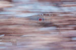 090409ng09.jpg