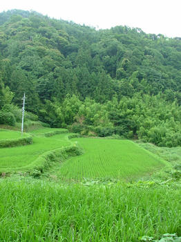 yabudai1.jpg