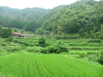 yabudai2.jpg