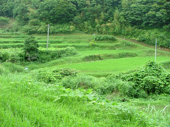 yabudai3.jpg