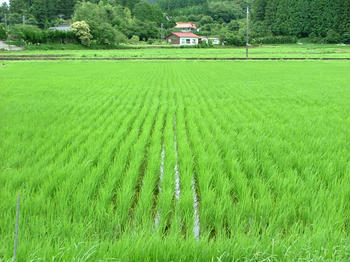 tanbo2.jpg