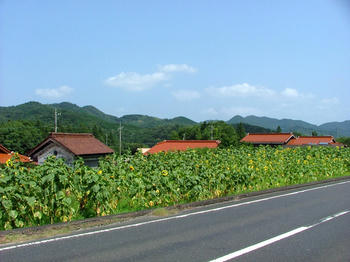 sunflower4.jpg