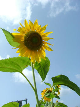 sunflower3.jpg