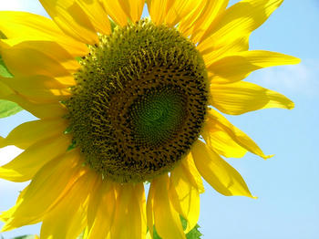 sunflower2.jpg