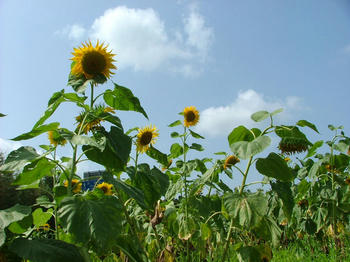 sunflower1.jpg