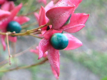 1DSCF2070.jpg