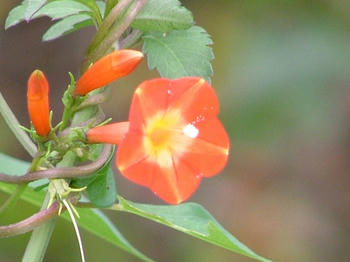 1DSCF2066.jpg