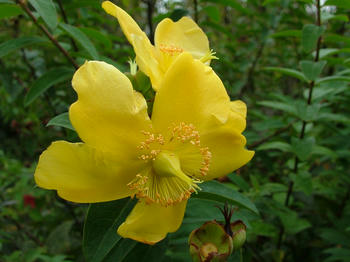 1DSCF2118.jpg