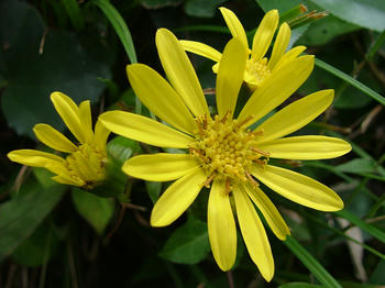 1DSCF2115.jpg
