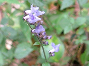 1DSCF2110.jpg