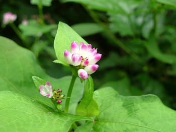 1DSCF2085.jpg