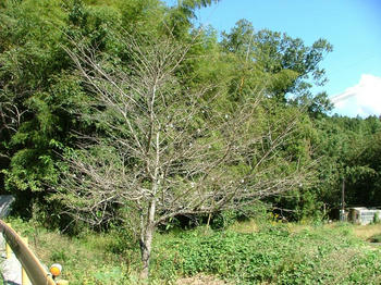 bDSCF2145.jpg