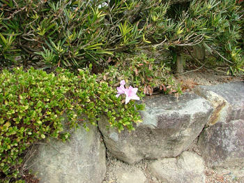 DSCF2370.jpg