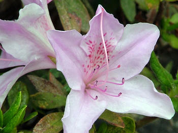 DSCF2371.jpg