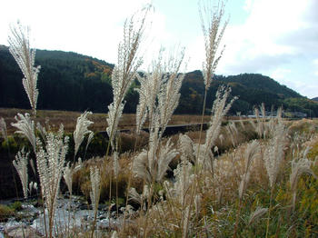 1DSCF2392.jpg