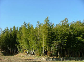 1DSCF2417.jpg