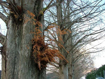 1DSCF2530.jpg