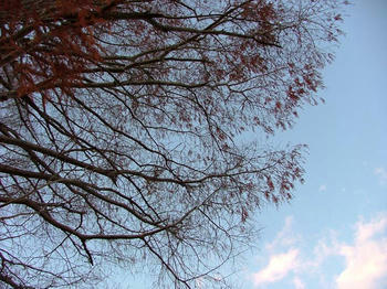 1DSCF2532.jpg