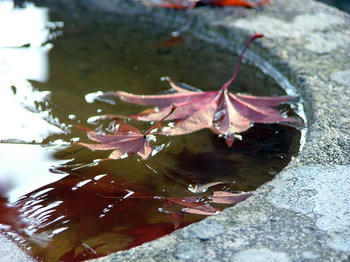 5DSCF2474.jpg