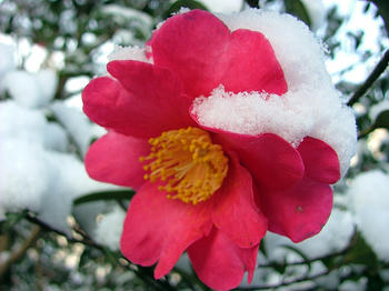 DSCF2670-y.jpg