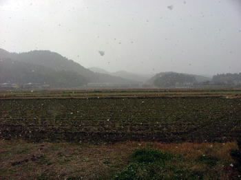 Yuki-4.jpg
