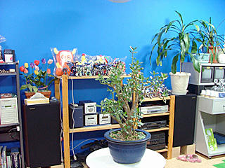 aDSCF3595.jpg