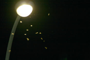 2IMG_1110.jpg