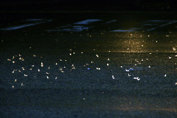 2IMG_1107.jpg
