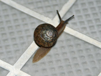 dendenmushi2.jpg