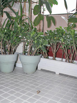 dendenmushi3.jpg