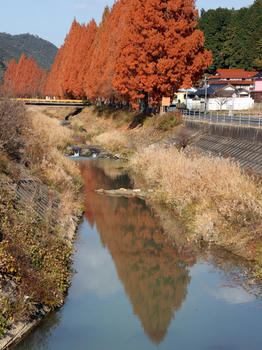 momiji-3.jpg