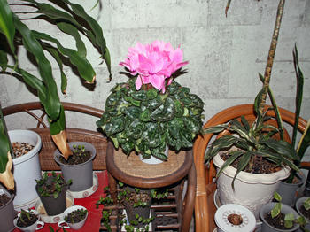 1IMG_1805.jpg